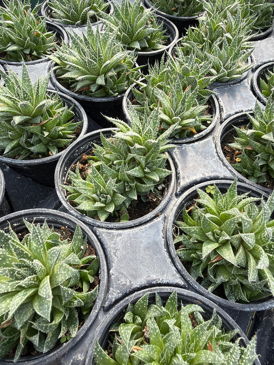 4" Aloe aristata 'Baby Lace'