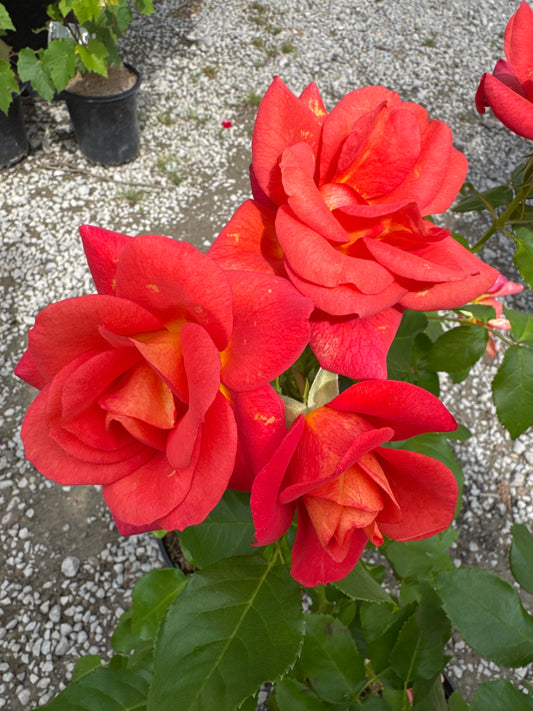 Rose 'Rise Up Emberays' PW 1gal