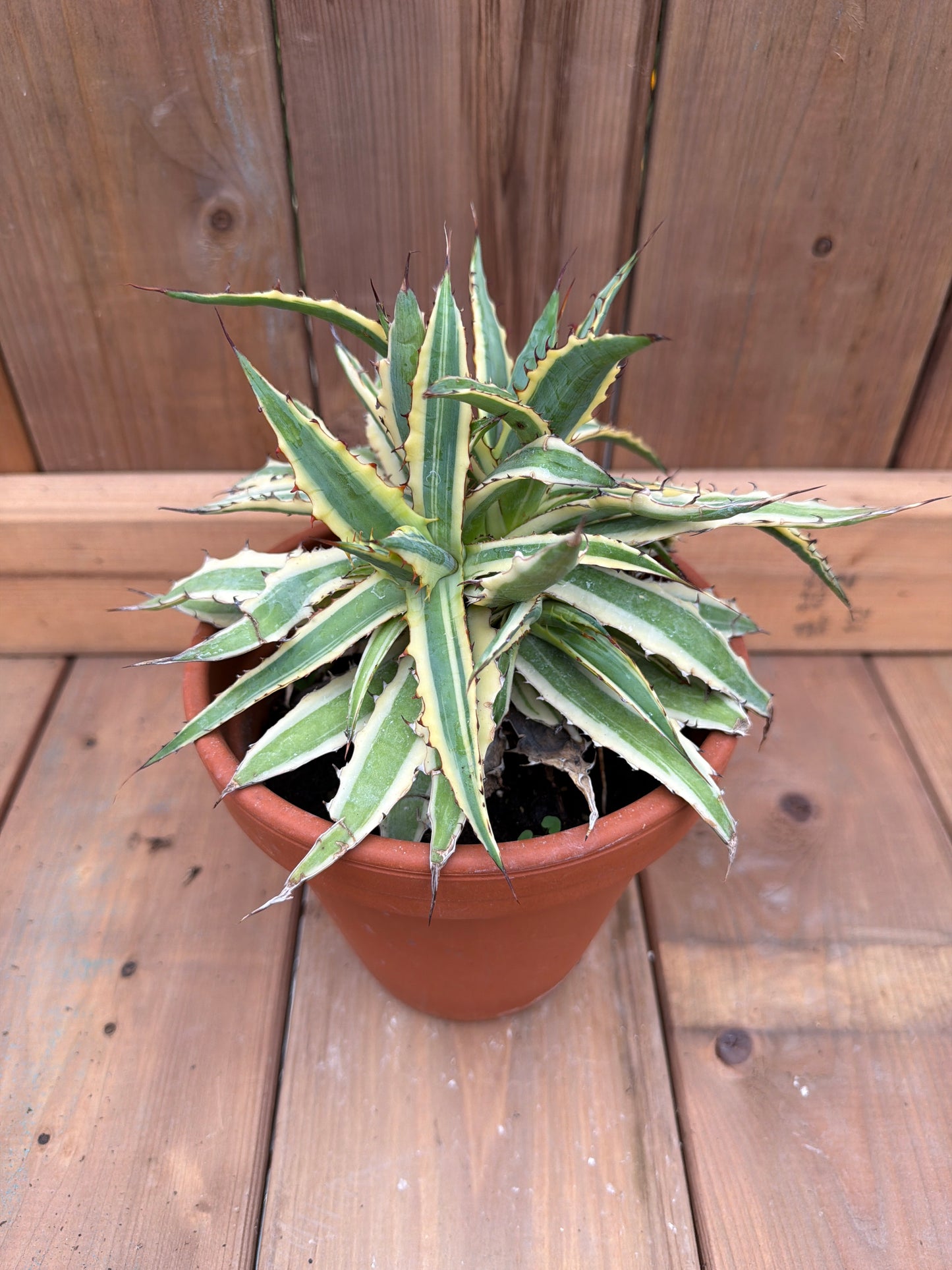 6" Agave 'Frostbite'