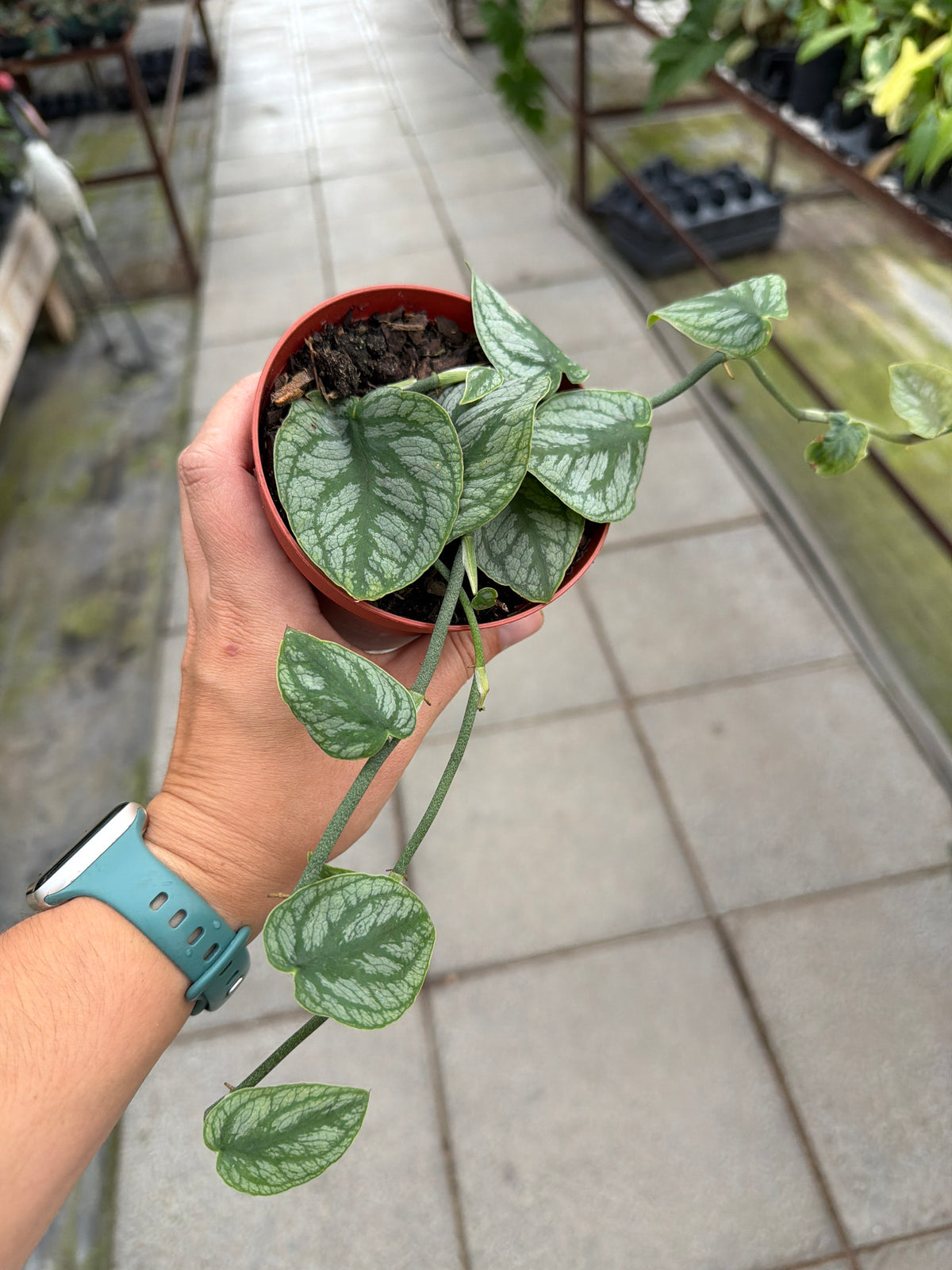 4" Monstera Dubia