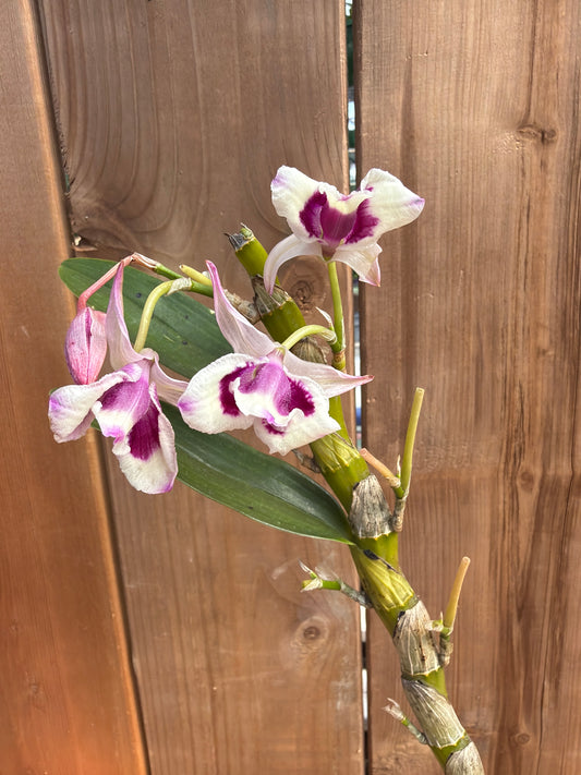 Dendrobium nobile cooksonianum