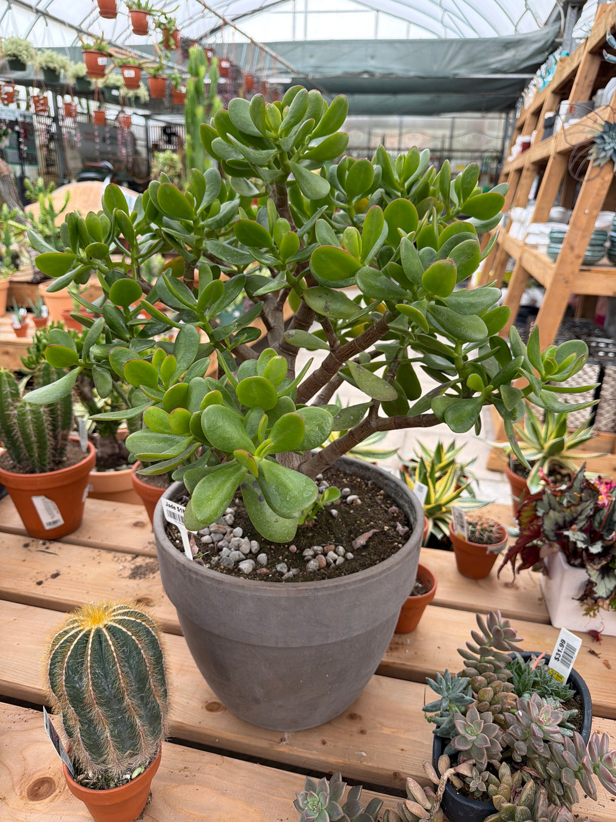 XXL Jade in terracotta (LOCAL PICK UP ONLY)