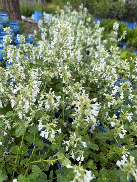 Nepeta f. SNOWFLAKE 1gal