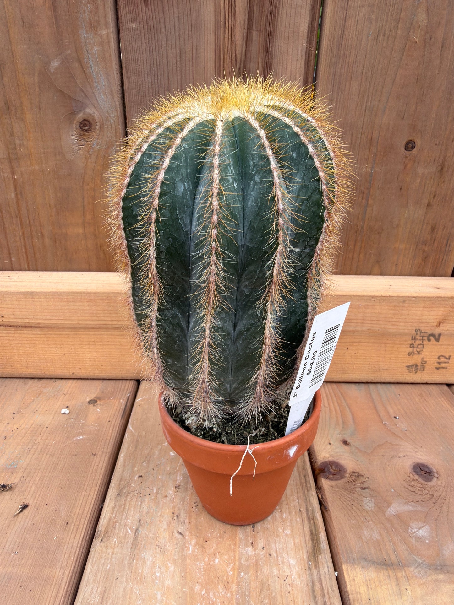 3" Balloon Cactus