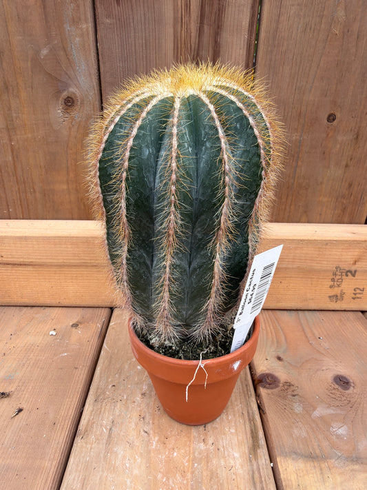 3" Balloon Cactus