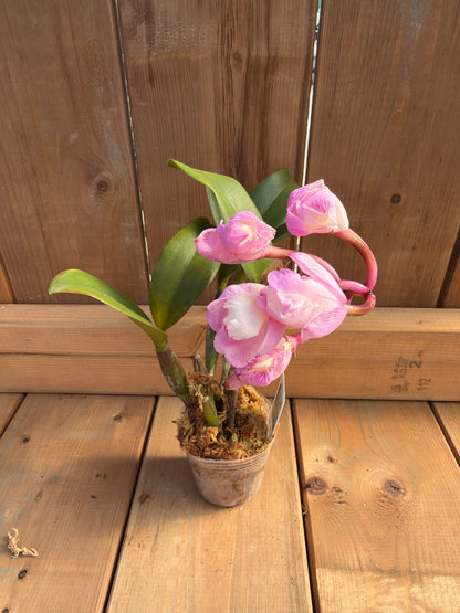3" Cattlianthe Doris and Byron 'Christmas Rose'