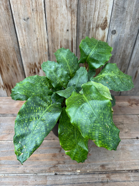 Calathea ‘Network’ (6”)