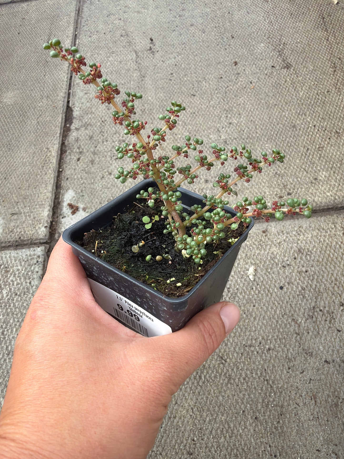 2.5" Pilea serpyllacea 'Globosa'