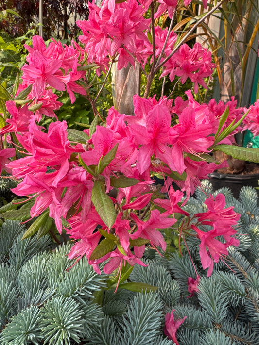 Deciduous Azalea ‘Rosy Lights’