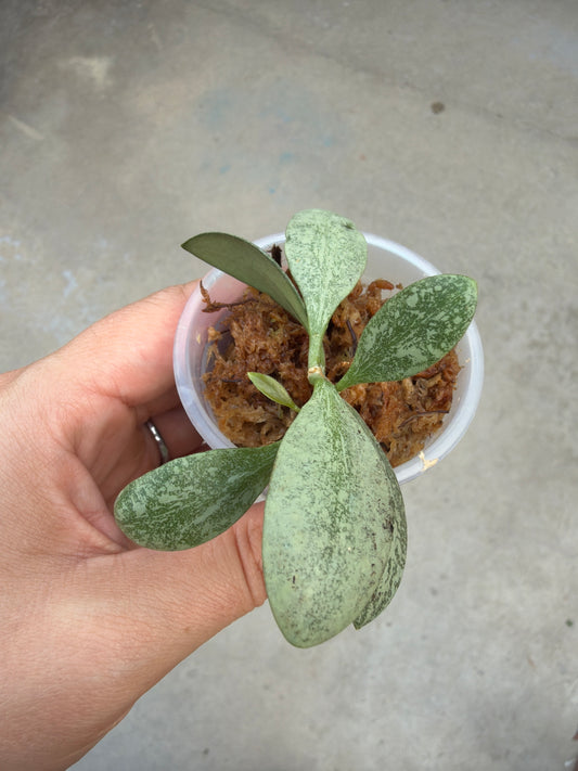 2" Hoya ETS-10 Splash