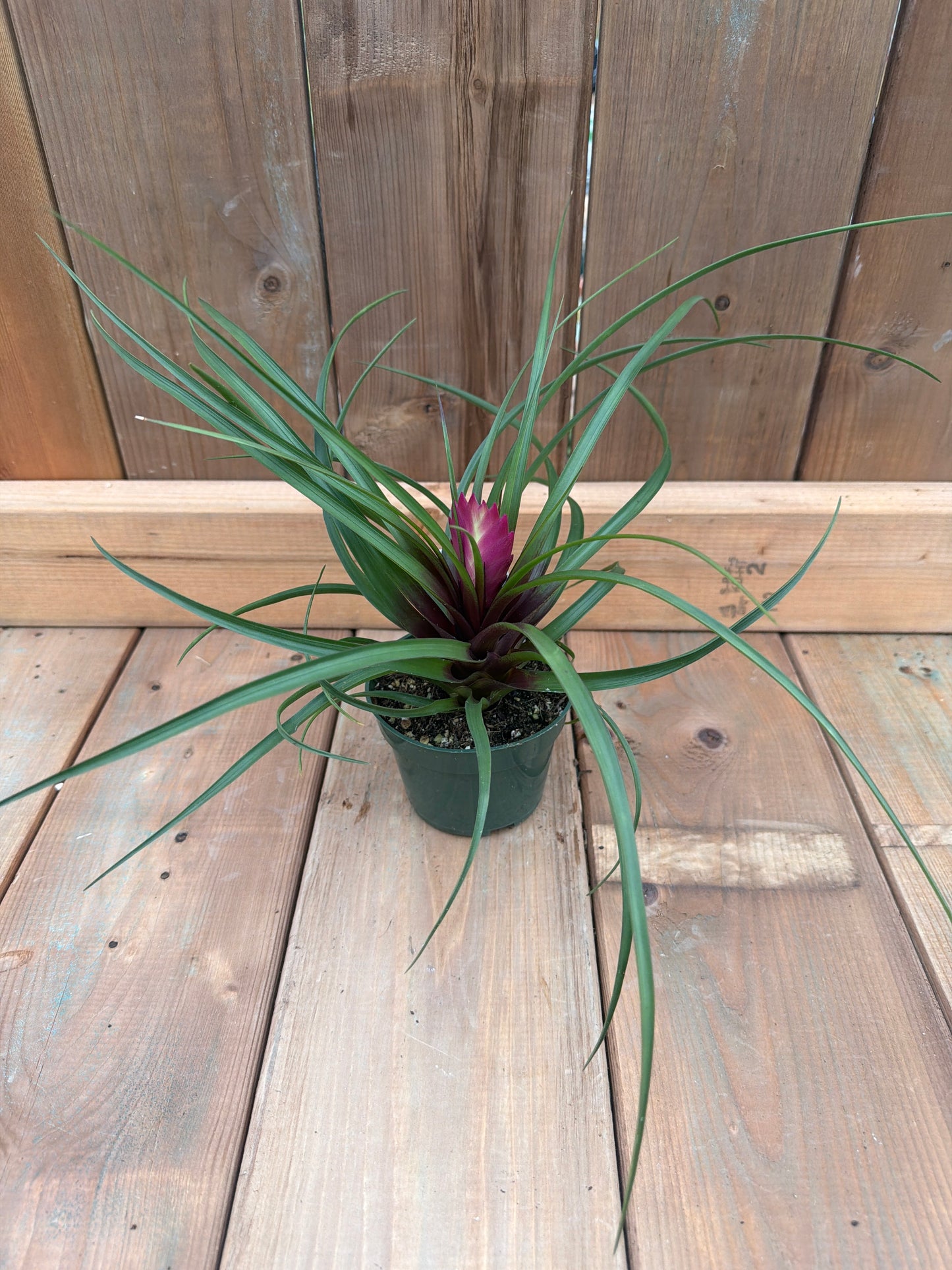 4" Bromeliad tillandsia