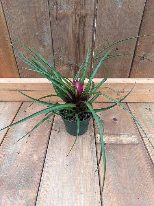 4" Bromeliad tillandsia