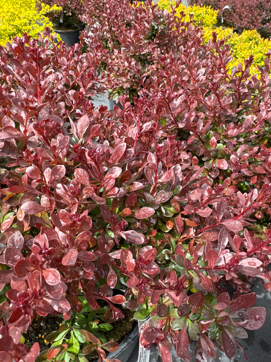 Japanese Barberry ‘Cherry Bomb’