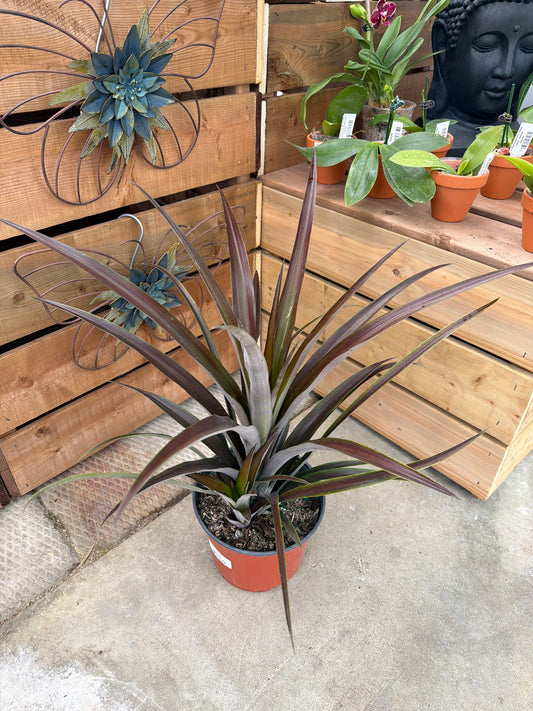 8" Red Pineapple Plant