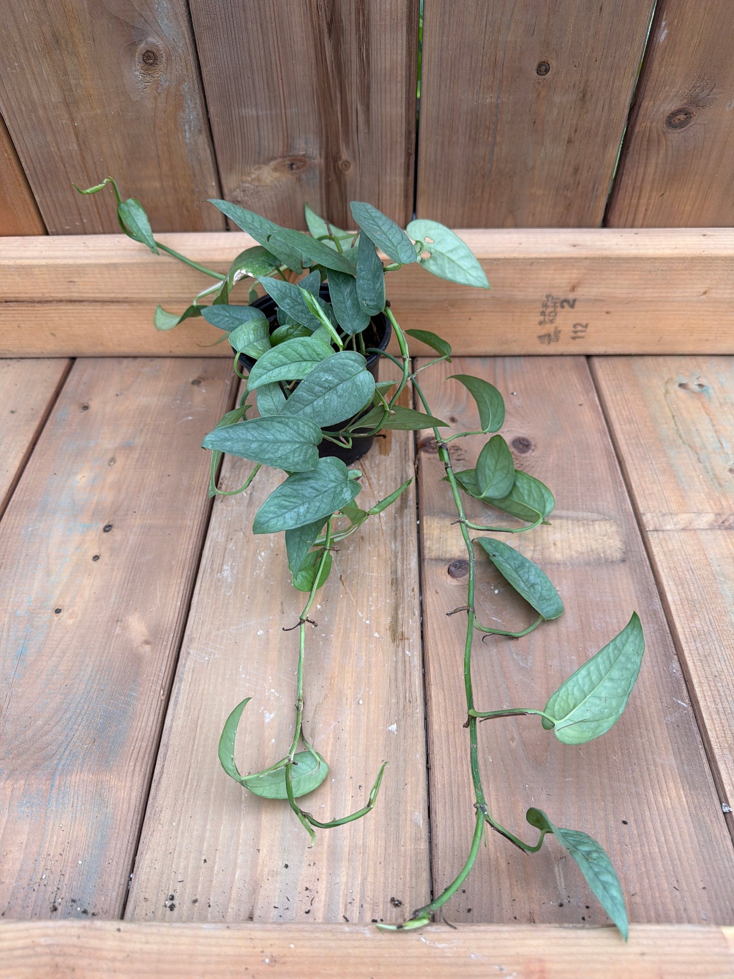 4" Pothos 'Cebu Blue'