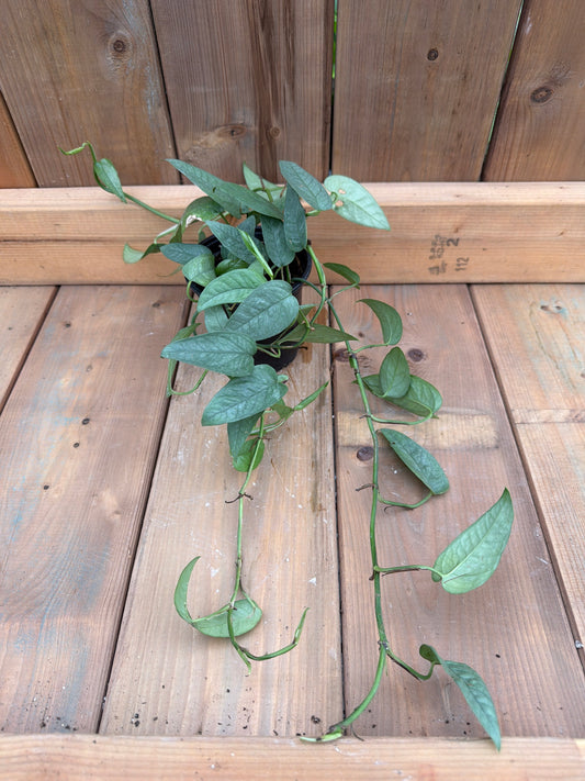 4" Pothos 'Cebu Blue'