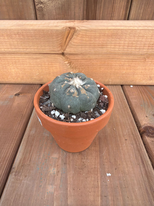 2" Lophophora williamsii