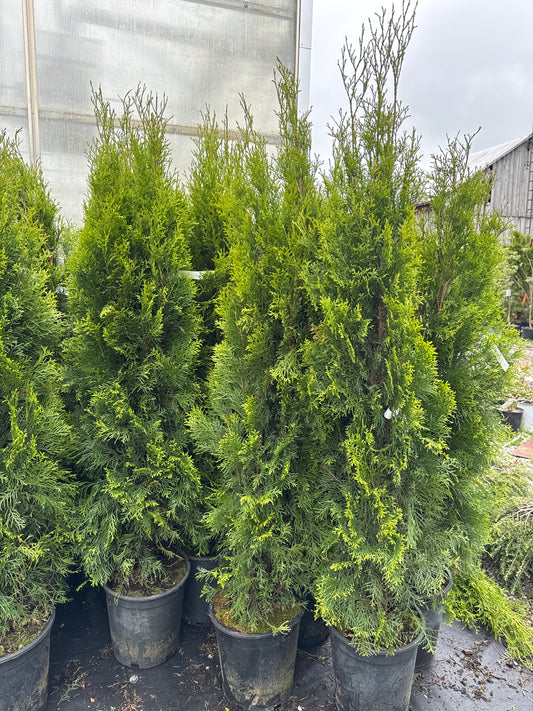 Emerald Cedar 5gal 5'
