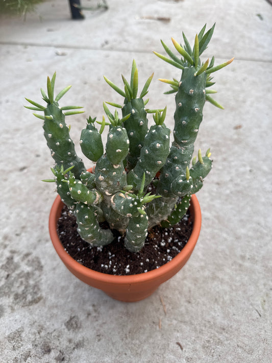 6" Austrocylindropuntia subulata 'Gumby'