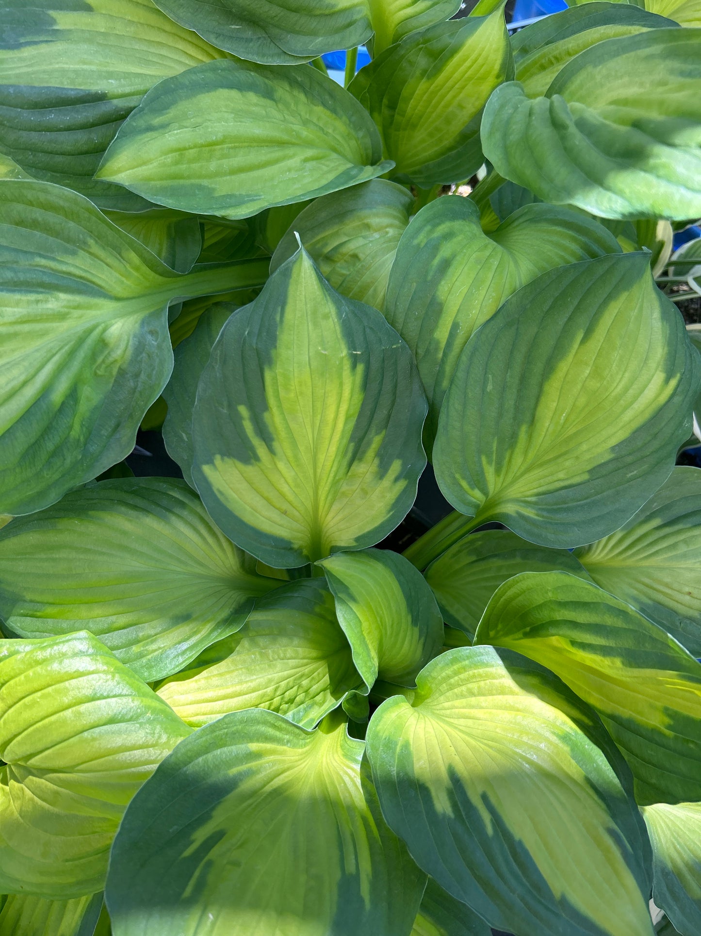 2gal Hosta CAPTAIN KIRK (C)