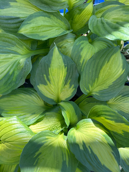 2gal Hosta CAPTAIN KIRK (C)