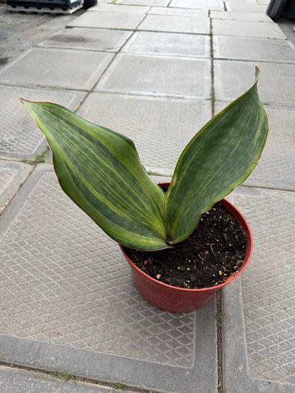 8” Sansevieria masoniana var.