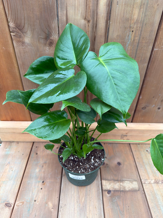 6" Monstera deliciosa