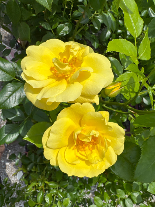 Rose 'Flower Carpet Yellow' 1gal