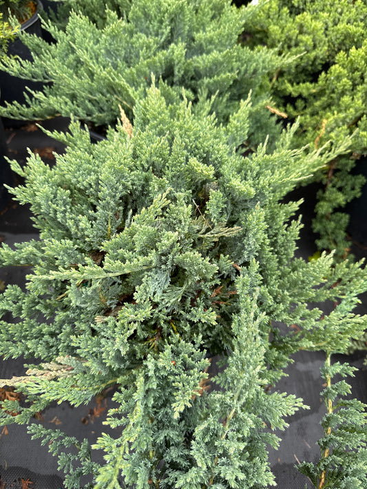 Blue Chip Juniper 3gal