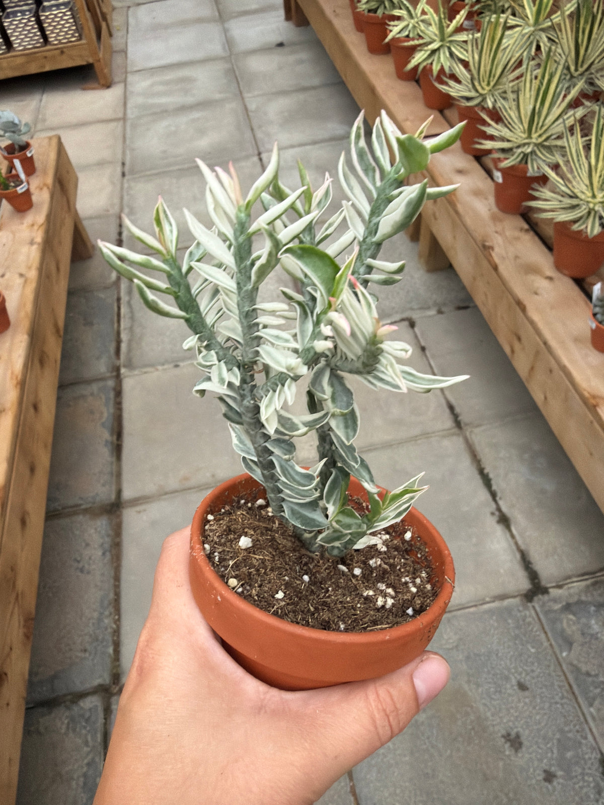 3" Pedilanthus tithymaloides var.