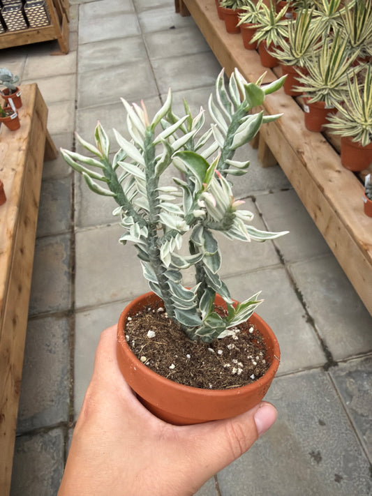 3" Pedilanthus tithymaloides var.