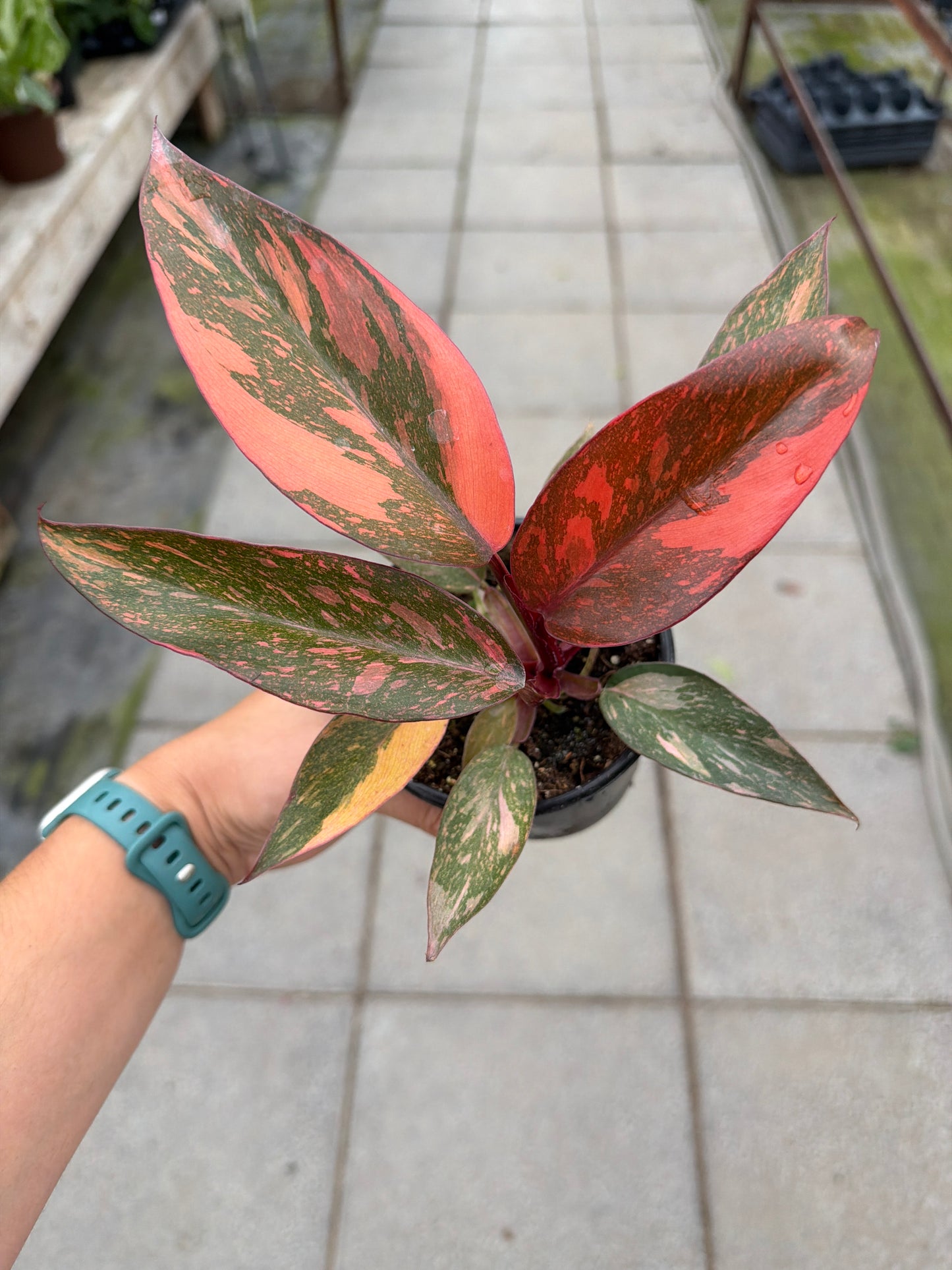 4" Philodendron Orange Princess
