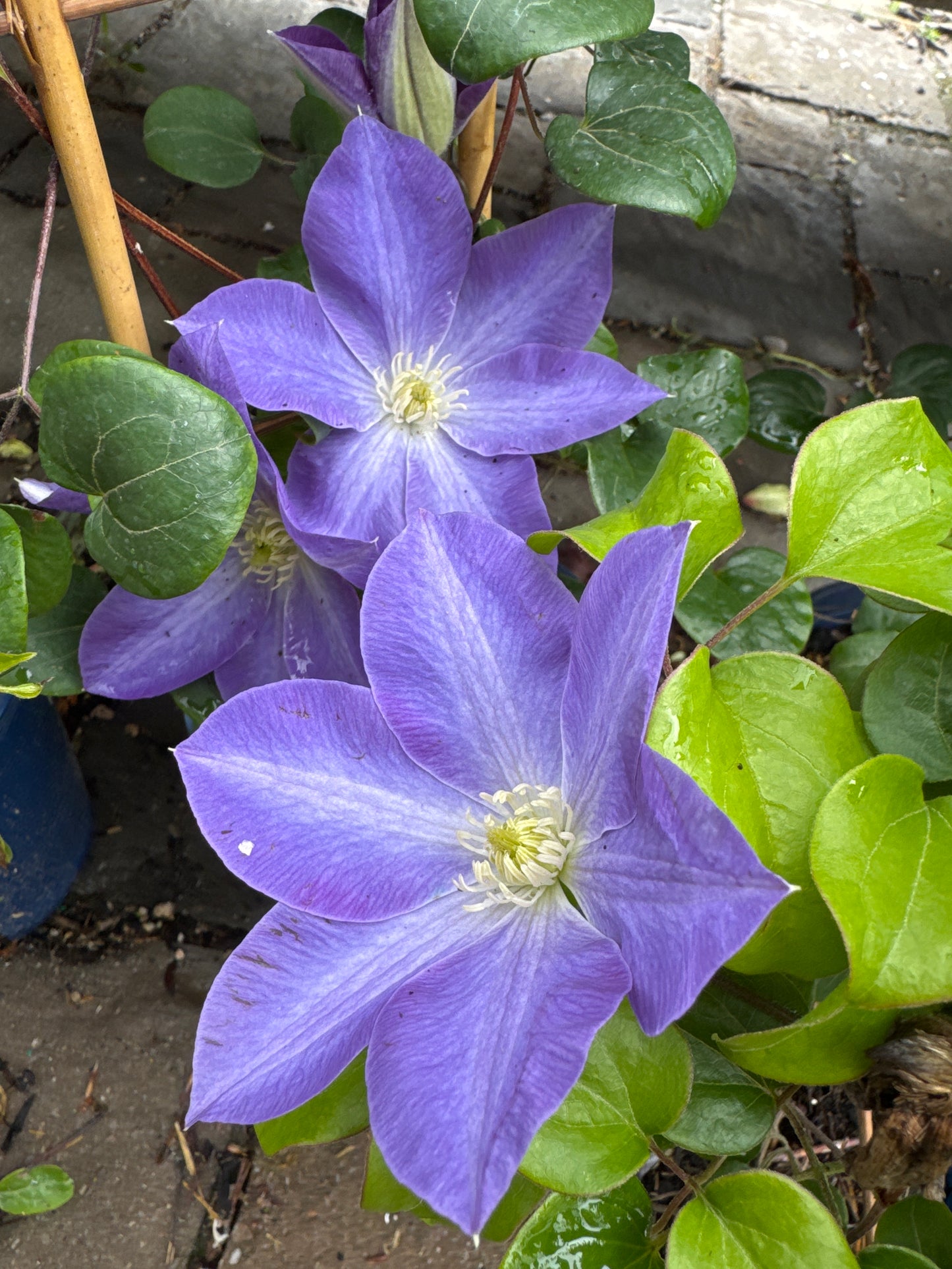 Clematis Diana's Delight™  RE 1gal