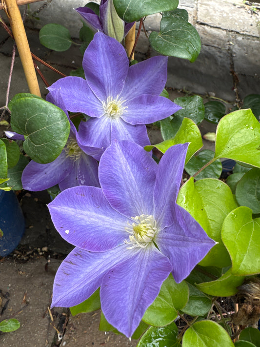 Clematis Diana's Delight™  RE 1gal