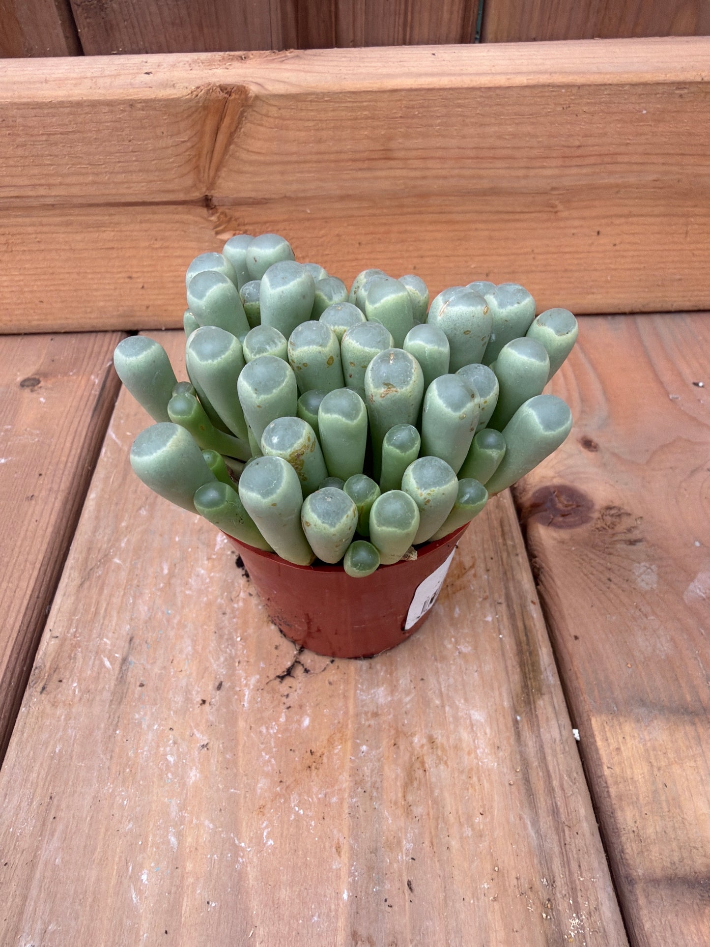 3" Baby Toes Succulent