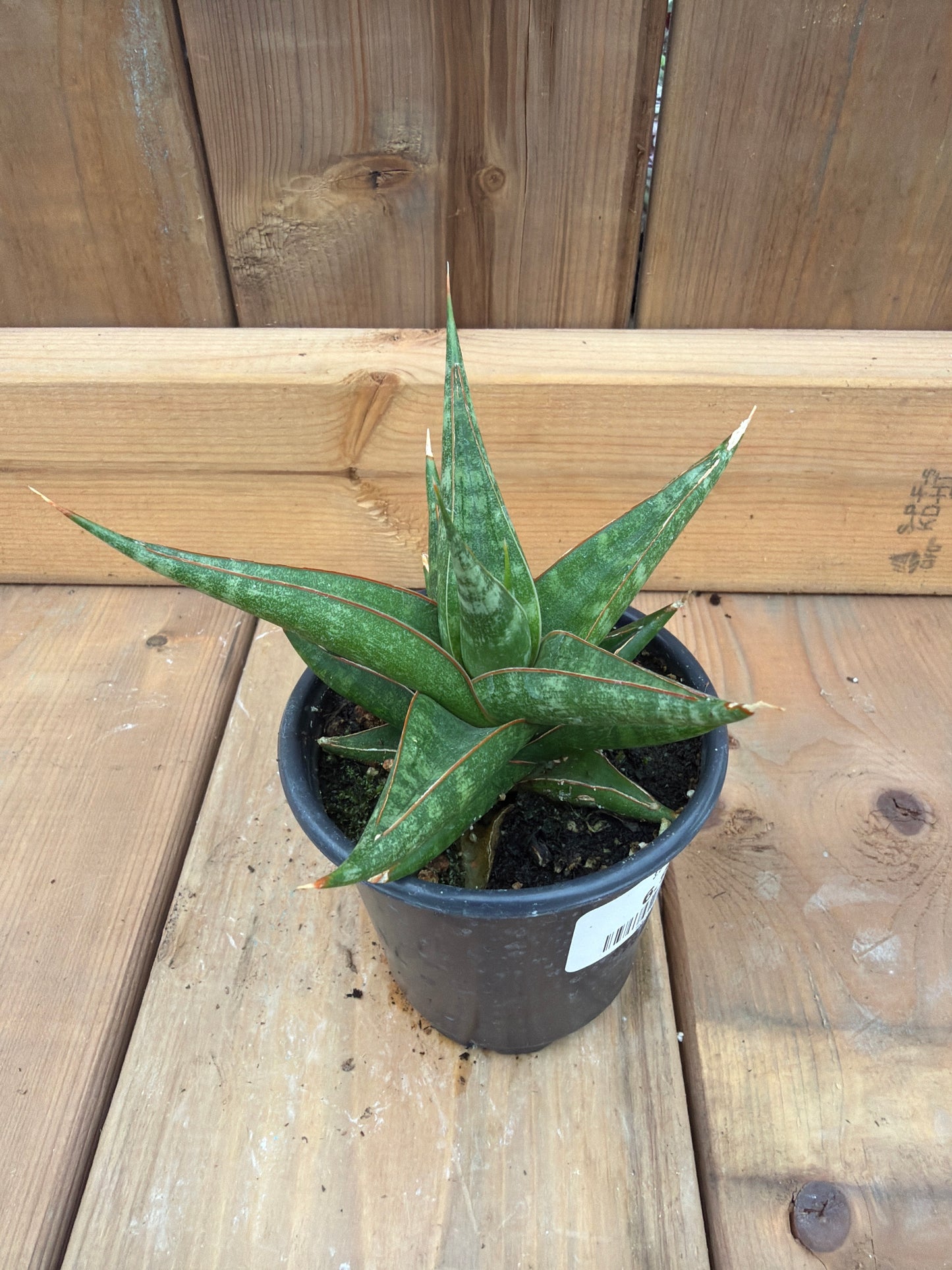 3.5" Sansevieria Prabu