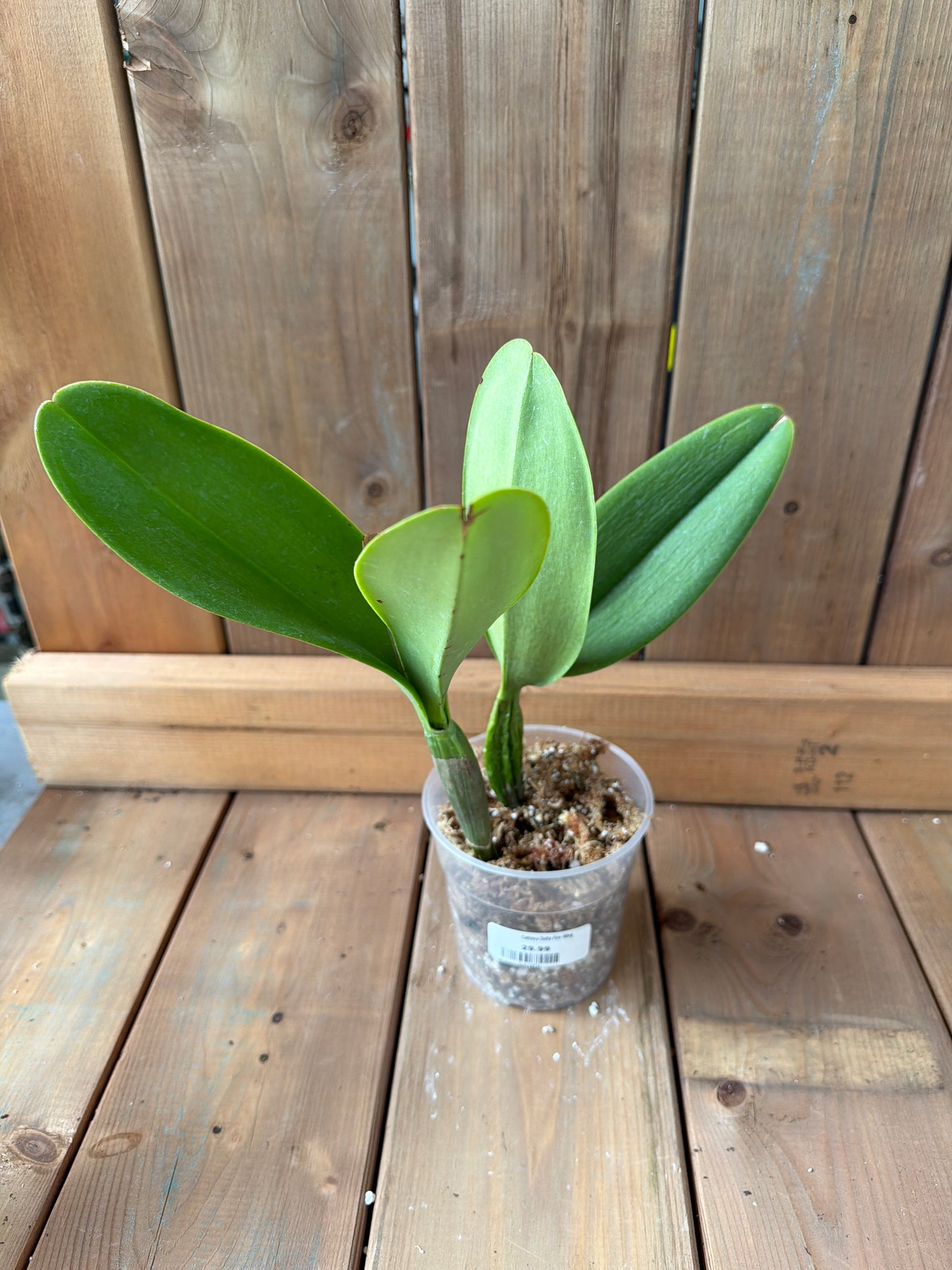 4.5" Cattleya Delta Fire Wing