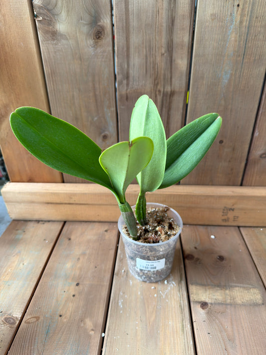 4.5" Cattleya Delta Fire Wing