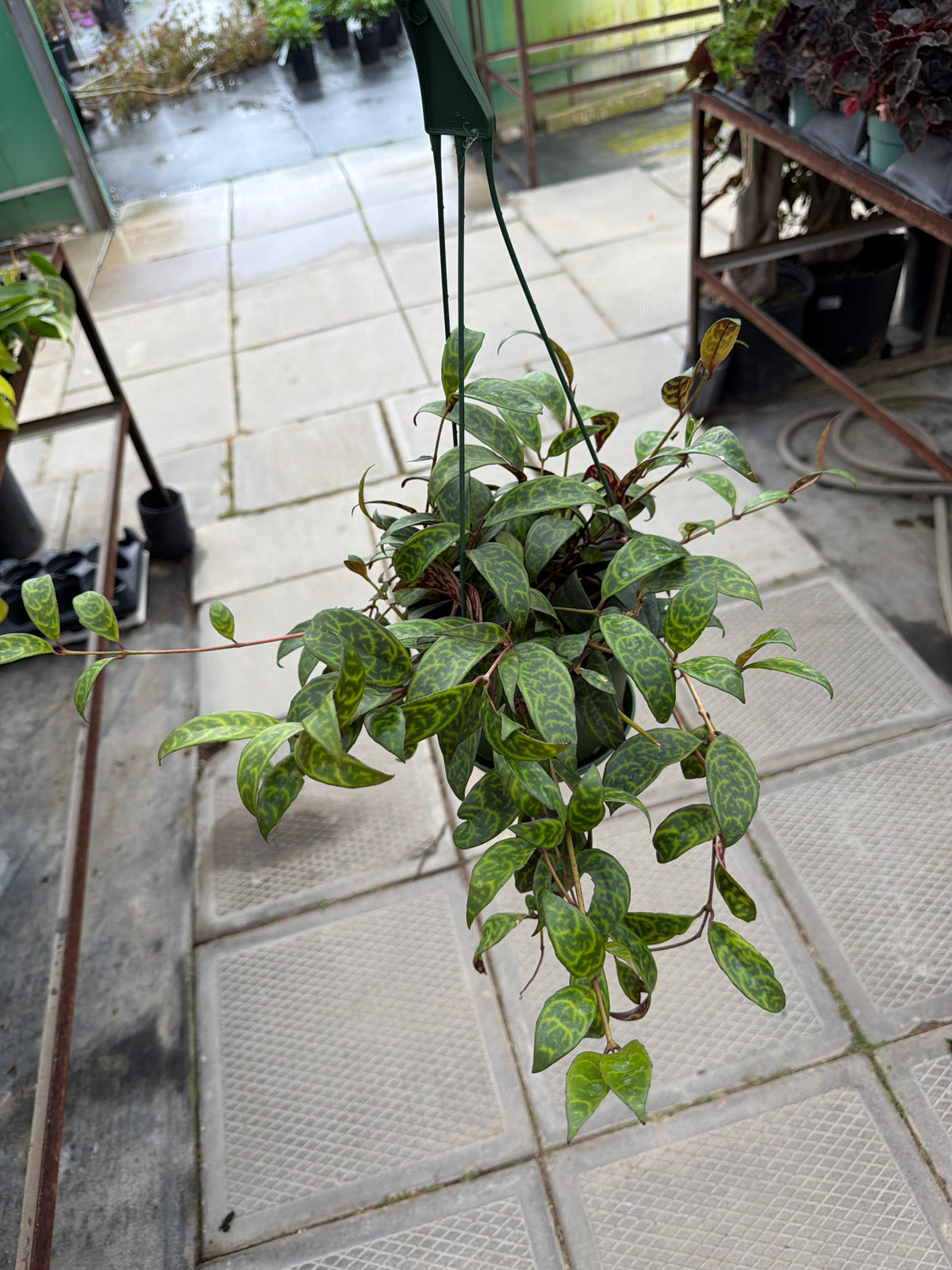 6" HB Zebra Vine