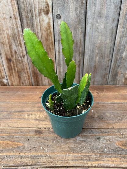 Epiphyllum (4 colours available)
