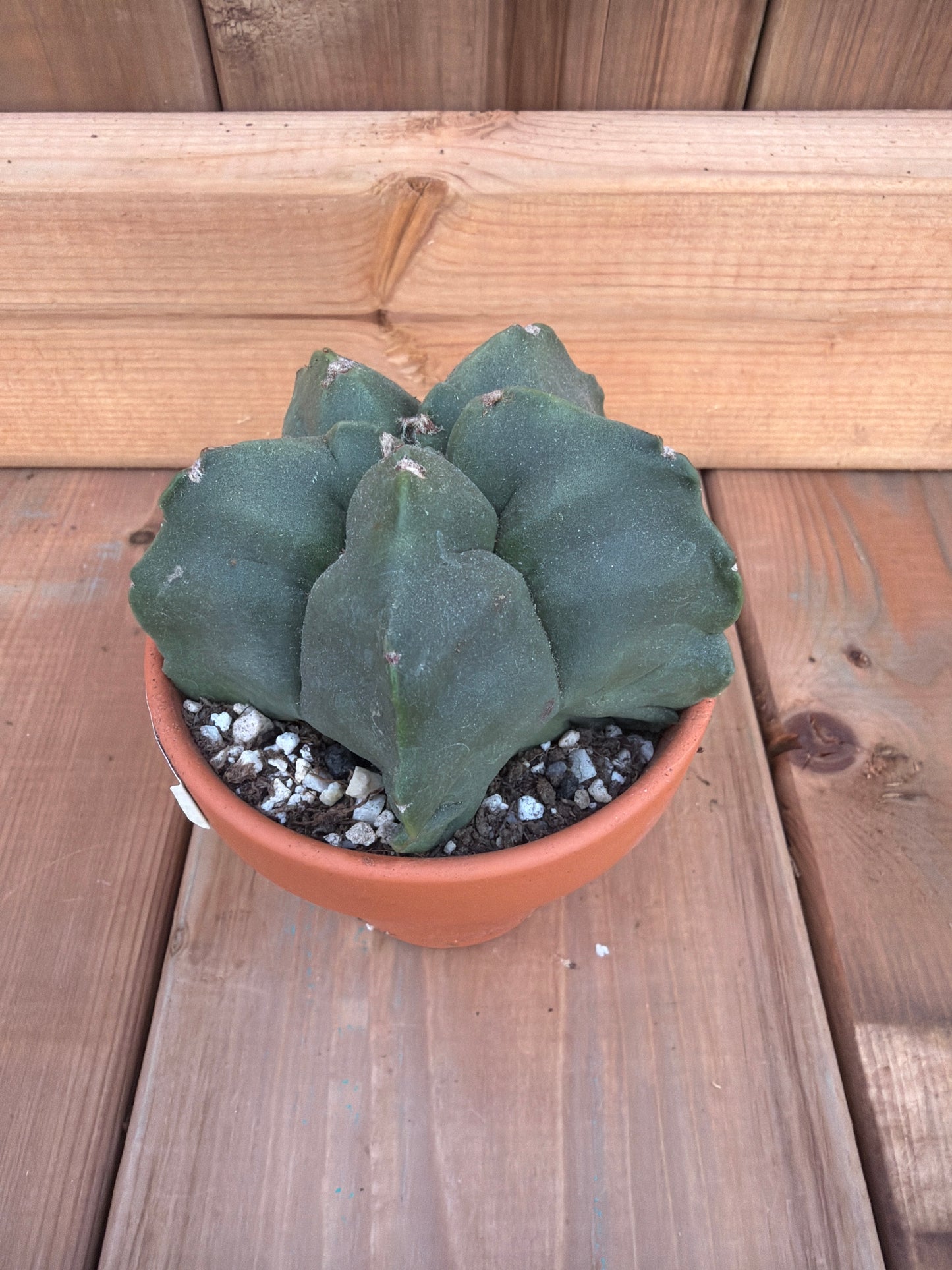 3" Astrophytum myriostigma nudum