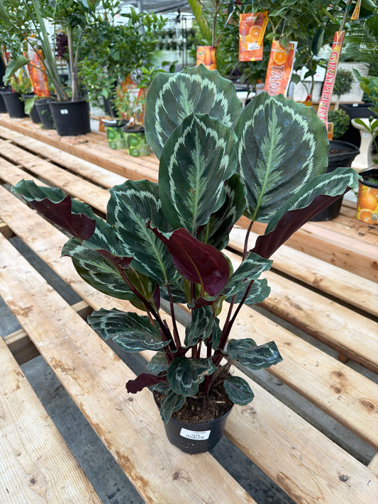 6" Calathea Medallion