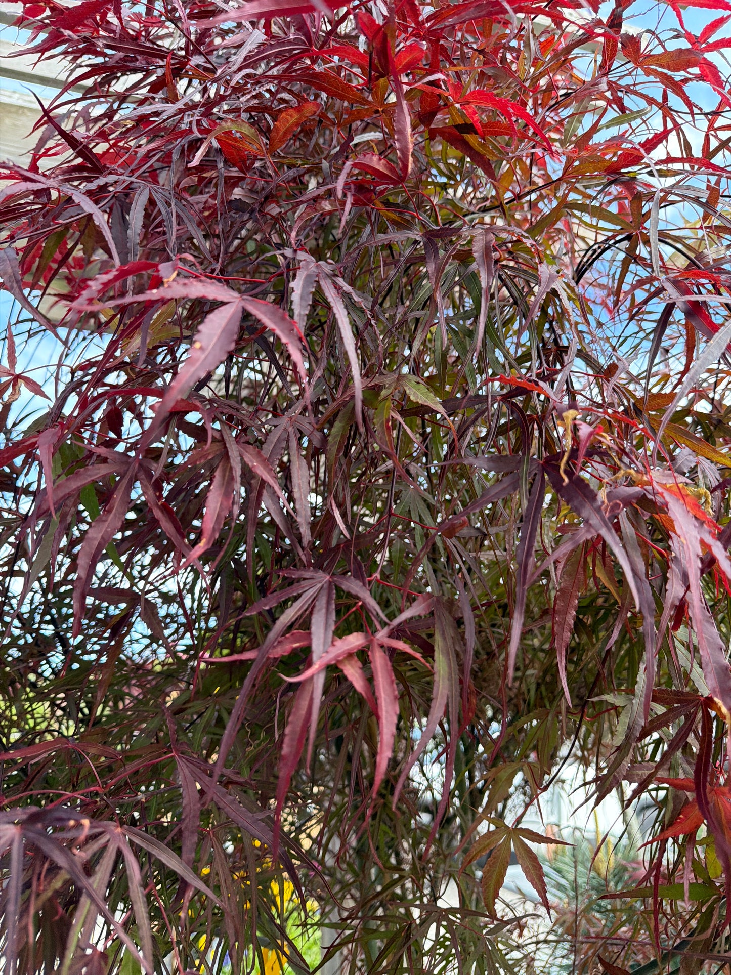 Japanese Maple Hubb's Red Willow 10gal