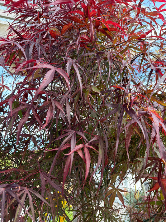 Japanese Maple Hubb's Red Willow 10gal