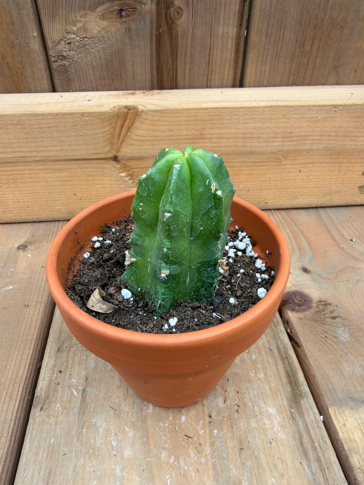 3” Echinopsis viereckii