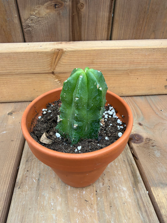 3” Echinopsis viereckii