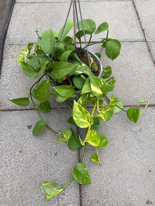 10" HB Pothos 'Golden'