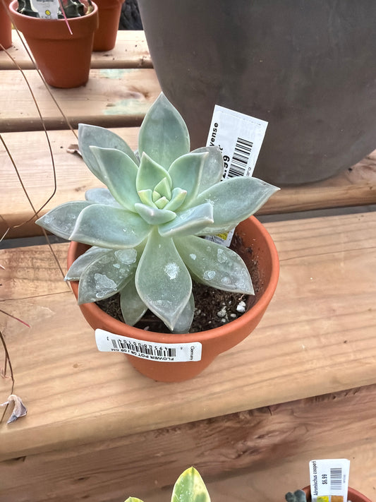 3" Graptopetalum paraguayense 'Ghost Plant'