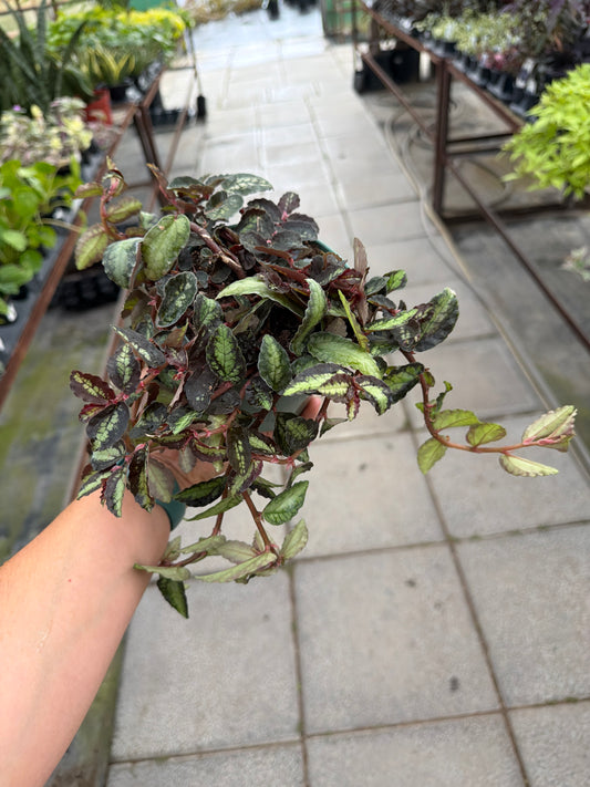 Pellionia repens 4"