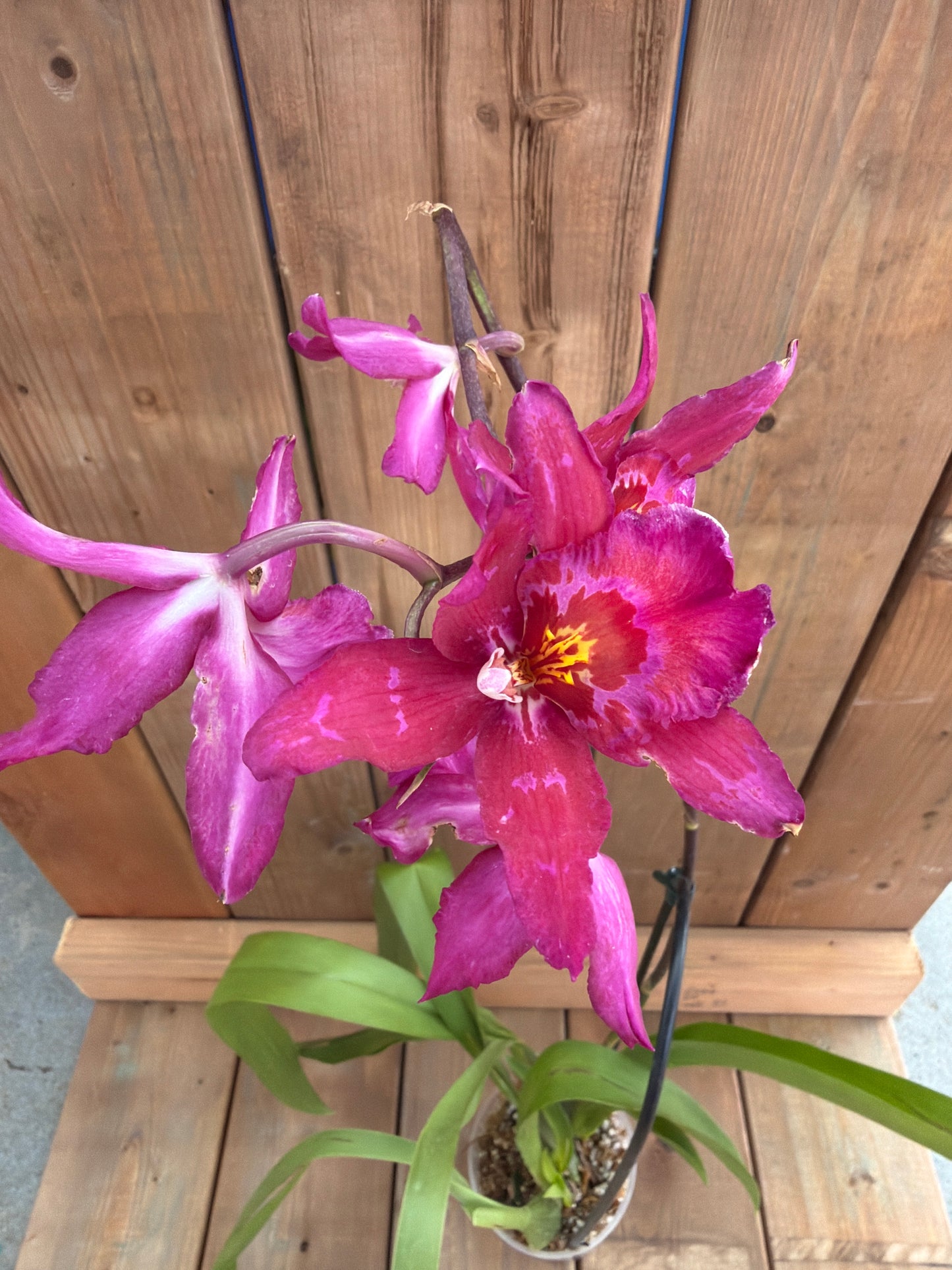 4.5" Oncidium 'Enzan Fantasy'